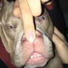 chiefdickhead