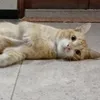 oyenncalico