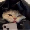 biciboizw