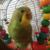 parrotkyza