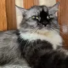 fkamlian