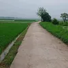 pianodaolua