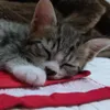 のり猫チャンネル