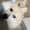 notinsaneswedenboi
