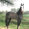 mazikhokhar