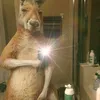 poquex_4k
