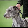 lurcherlife