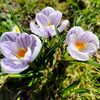 saffron_78