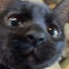 babyarmypug21