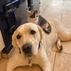 it_raining_pets_and_book