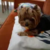 linebeatrizvieira
