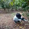 laonongu50