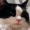 heidebaron