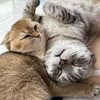 thomas_chan2