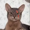 lngoccmnhp102