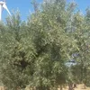 oleaalbanea