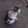 boomberchapan