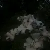 ffelicity123