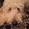 goldendoodle2016