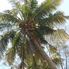 husni_7441