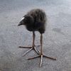 kiwi1248672