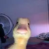 fabiojunior2208