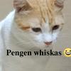 pengenwiskas