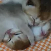 dyy2a9qguu66