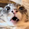 悪.Kᴀɪシ︎