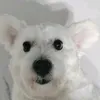 manofdog1
