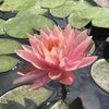 lily.may.r