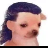 idiota2070