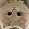 _thlinh_24