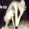 0_cara_do_face