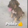 pablo_brawl12