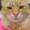 www.tiktok.comcat_risia