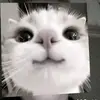 negidikat