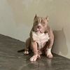 americanbullycharly05