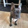 remithefrenchie3