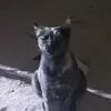 yosif.alzahraa