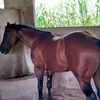haras3paldeia