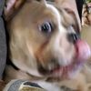 boopmcgee