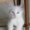 cinderela_pitu