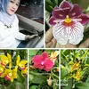 atik_assyafaorchid
