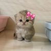allyas_.official