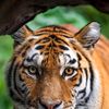 manaf_ali1