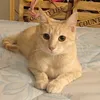 domanimai_
