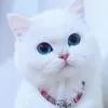 hamid.msed