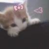 chl0e.qtt