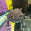 axolotltobecontinued